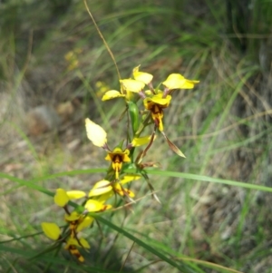 Diuris sulphurea at Canberra Central, ACT - 19 Nov 2016