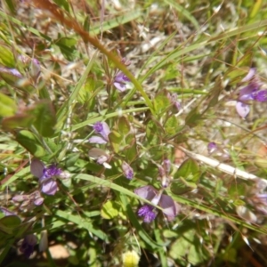 Polygala japonica at Googong, NSW - 19 Nov 2016