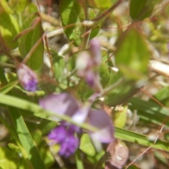 Polygala japonica at Googong, NSW - 19 Nov 2016