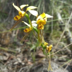 Diuris nigromontana (Black Mountain Leopard Orchid) at Acton, ACT - 18 Nov 2016 by nic.jario