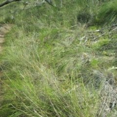 Diuris nigromontana at Acton, ACT - suppressed