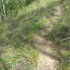 Diuris nigromontana at Acton, ACT - suppressed