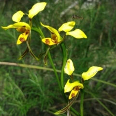 Diuris sulphurea (Tiger Orchid) at Acton, ACT - 18 Nov 2016 by nic.jario