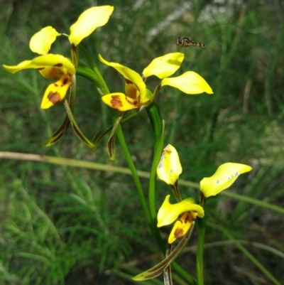 Diuris sulphurea (Tiger Orchid) at Acton, ACT - 18 Nov 2016 by nic.jario