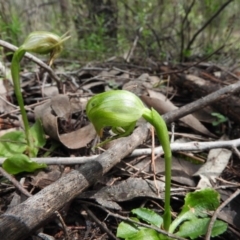 Pterostylis nutans (Nodding Greenhood) at Burrinjuck, NSW - 29 Sep 2016 by RyuCallaway