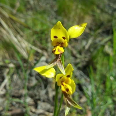 Diuris sulphurea (Tiger Orchid) at Acton, ACT - 18 Nov 2016 by nic.jario