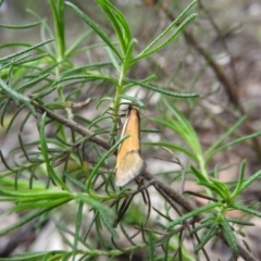 Philobota undescribed species near arabella (A concealer moth) at Burrinjuck, NSW - 29 Sep 2016 by RyuCallaway