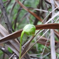 Pterostylis nutans (Nodding Greenhood) at Burrinjuck, NSW - 29 Sep 2016 by RyuCallaway