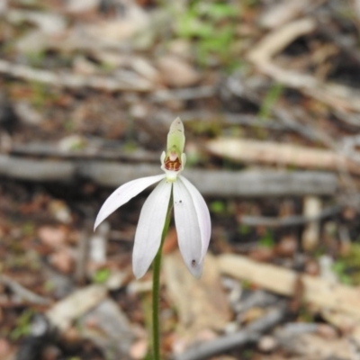 Caladenia carnea (Pink Fingers) at Burrinjuck, NSW - 29 Sep 2016 by RyuCallaway