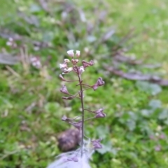 Capsella bursa-pastoris (Shepherd's Purse) at Burrinjuck, NSW - 29 Sep 2016 by ArcherCallaway