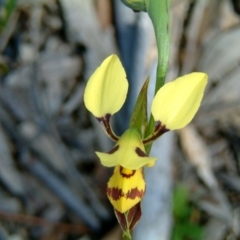 Diuris sulphurea (Tiger Orchid) at Wanniassa Hill - 31 Oct 2016 by julielindner