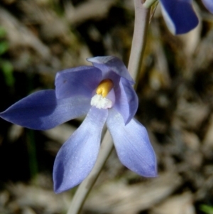 Thelymitra nuda at Farrer Ridge - suppressed