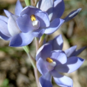 Thelymitra nuda at Farrer Ridge - suppressed