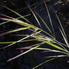 Bromus diandrus (Great Brome) at Pine Island to Point Hut - 12 Nov 2016 by michaelb