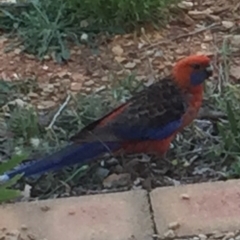 Platycercus elegans at Bungendore, NSW - 19 Nov 2016