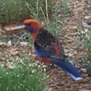 Platycercus elegans at Bungendore, NSW - 19 Nov 2016