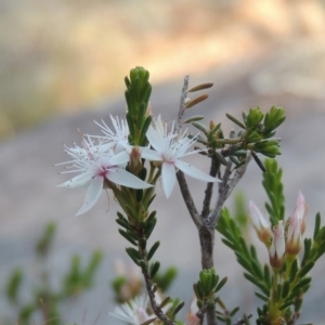 Calytrix tetragona at Bonython, ACT - 12 Nov 2016