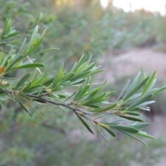 Kunzea ericoides (Burgan) at Pine Island to Point Hut - 12 Nov 2016 by michaelb