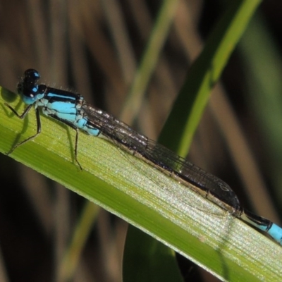 Ischnura heterosticta (Common Bluetail Damselfly) at Paddys River, ACT - 12 Nov 2016 by michaelb