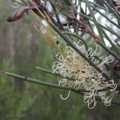 Hakea microcarpa (Small-fruit Hakea) at Pine Island to Point Hut - 12 Nov 2016 by michaelb