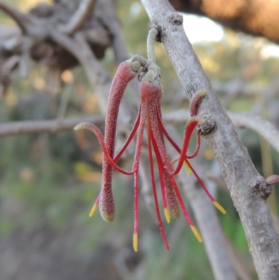 Amyema cambagei (Sheoak Mistletoe) at Pine Island to Point Hut - 12 Nov 2016 by michaelb