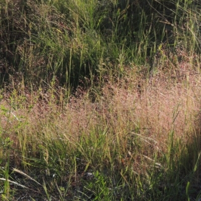 Aira elegantissima (Delicate Hairgrass) at Greenway, ACT - 17 Nov 2016 by michaelb