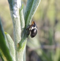 Bathyllus albicinctus (Spittlebug, Froghopper) at Greenway, ACT - 17 Nov 2016 by MichaelBedingfield