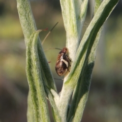 Bathyllus albicinctus at Greenway, ACT - 17 Nov 2016