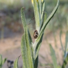 Bathyllus albicinctus at Greenway, ACT - 17 Nov 2016