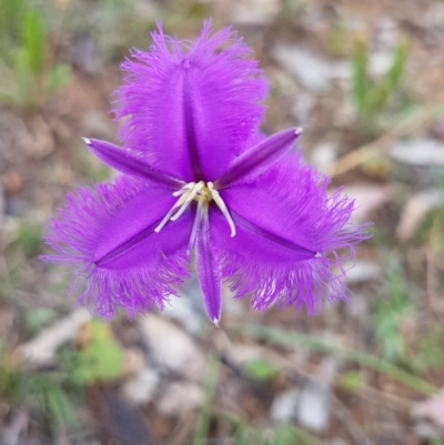 Thysanotus tuberosus subsp. tuberosus (Common Fringe-lily) at Deakin, ACT - 18 Nov 2016 by ACTParks-InvasivePlantsTeam