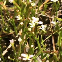 Stylidium despectum (Small Trigger Plant) at Cook, ACT - 20 Nov 2016 by NickiTaws