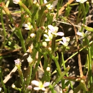 Stylidium despectum at Cook, ACT - 20 Nov 2016 11:22 AM