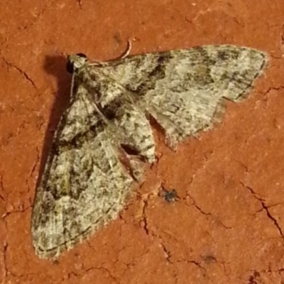 Phrissogonus laticostata (Apple looper moth) at Watson, ACT - 19 Nov 2016 by MatthewFrawley