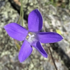 Wahlenbergia stricta subsp. stricta (Tall Bluebell) at Googong, NSW - 20 Nov 2016 by Wandiyali