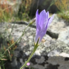 Wahlenbergia stricta subsp. stricta at Googong, NSW - 20 Nov 2016 02:08 PM