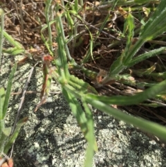 Wahlenbergia stricta subsp. stricta at Googong, NSW - 20 Nov 2016