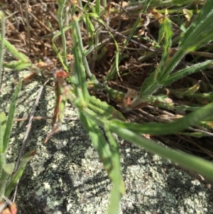 Wahlenbergia stricta subsp. stricta at Googong, NSW - 20 Nov 2016