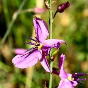 Arthropodium fimbriatum at Hughes, ACT - 20 Nov 2016 09:36 AM