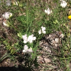 Lotus australis (Austral Trefoil) at Red Hill, ACT - 20 Nov 2016 by Ratcliffe