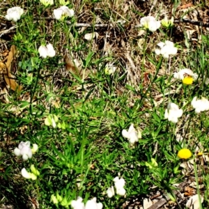 Lotus australis at Red Hill, ACT - 20 Nov 2016