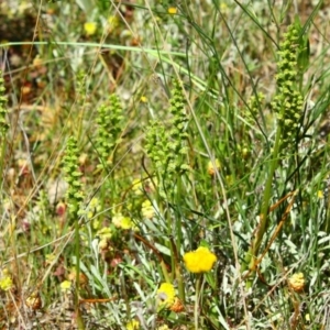 Microtis sp. at Deakin, ACT - 20 Nov 2016