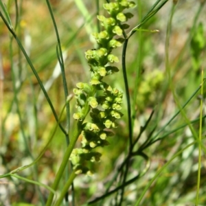 Microtis sp. at Deakin, ACT - suppressed