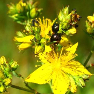 Chrysolina quadrigemina (Greater St Johns Wort beetle) at Hughes, ACT - 19 Nov 2016 by Ratcliffe