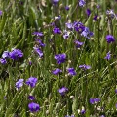 Viola betonicifolia (Mountain Violet) at Rendezvous Creek, ACT - 15 Nov 2016 by JudithRoach