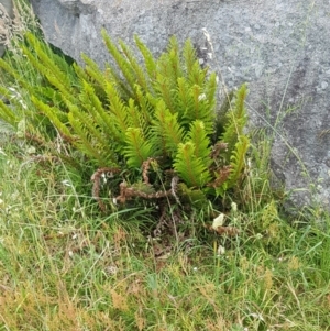 Polystichum proliferum at Chapman, ACT - 20 Nov 2016