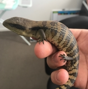 Tiliqua scincoides scincoides at Watson, ACT - 20 Nov 2016