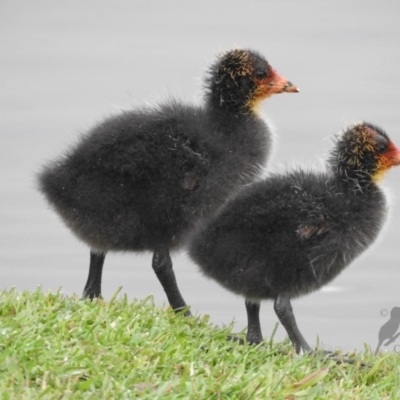 Fulica atra (Eurasian Coot) at Fadden, ACT - 2 Oct 2016 by ArcherCallaway