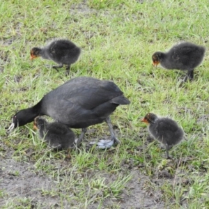 Fulica atra at Fadden, ACT - 3 Oct 2016