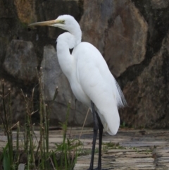 Ardea alba (Great Egret) at Fadden, ACT - 3 Oct 2016 by ArcherCallaway