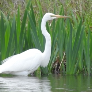 Ardea alba at Fadden, ACT - 3 Oct 2016 09:45 AM